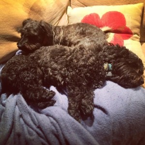 10385310_10205806353544434_7849315512730985881_n