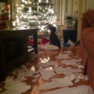 The paper towel debacle of '09